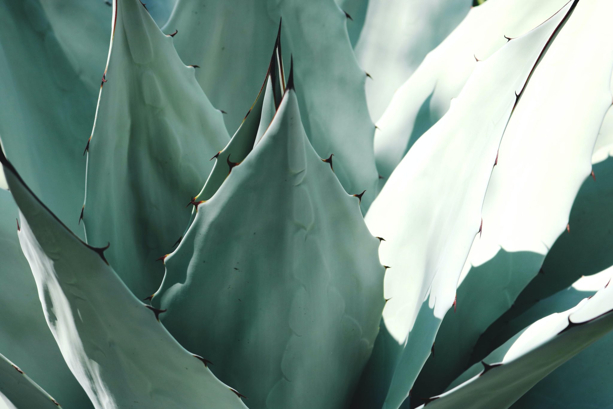 Agave Plant Background